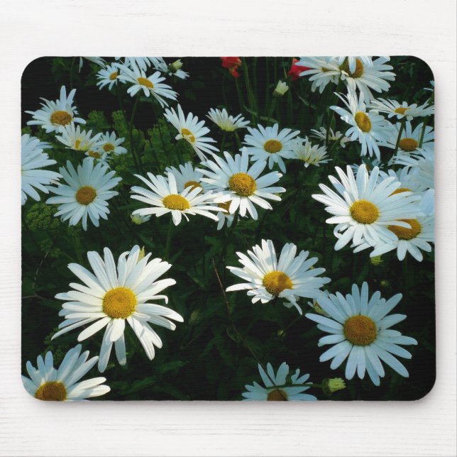 Shasta Daisies II Mouse Pad (Front)
