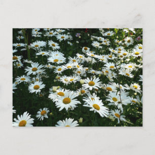 Shasta Daisies Postcard
