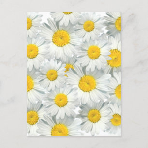 Shasta Daisies Postcard