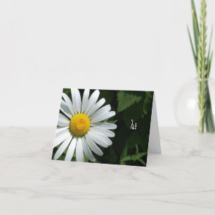 Shasta Daisy Note Cards
