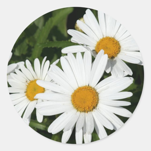 Shasta Daisy stickers (Front)