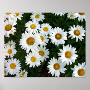 Shasta Daisy Summer Poster