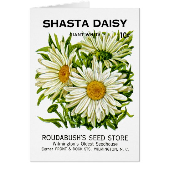 Shasta Daisy Vintage Seed Packet Card