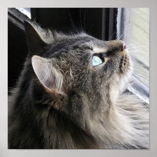 Shasta - In Thought Poster