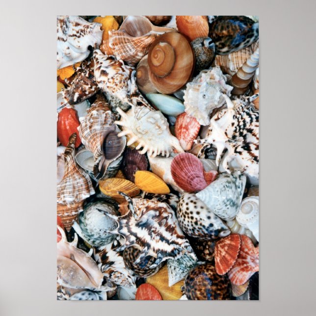 She Sells Sea Shells Poster (Front)