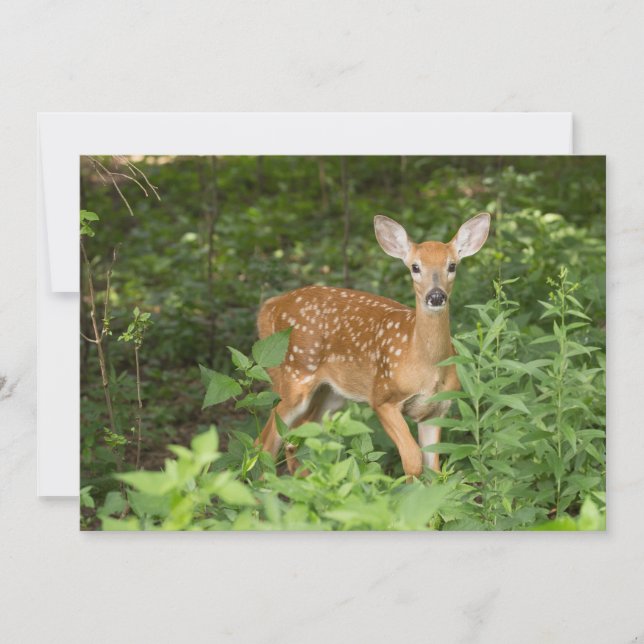 She Still Has Her Spots - Fawn Notecard (Front)