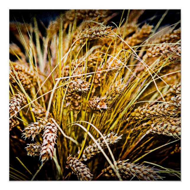 Sheaf Of Wheat - Thank You Poster (Front)