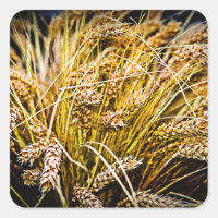 Sheaf Of Wheat - Thank You
