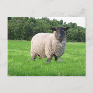 Sheal Postcard