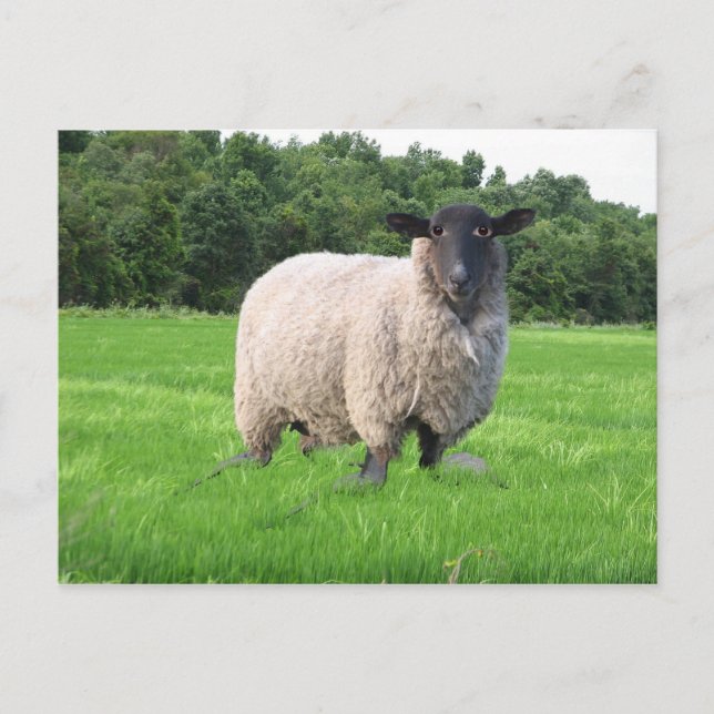 Sheal Postcard (Front)