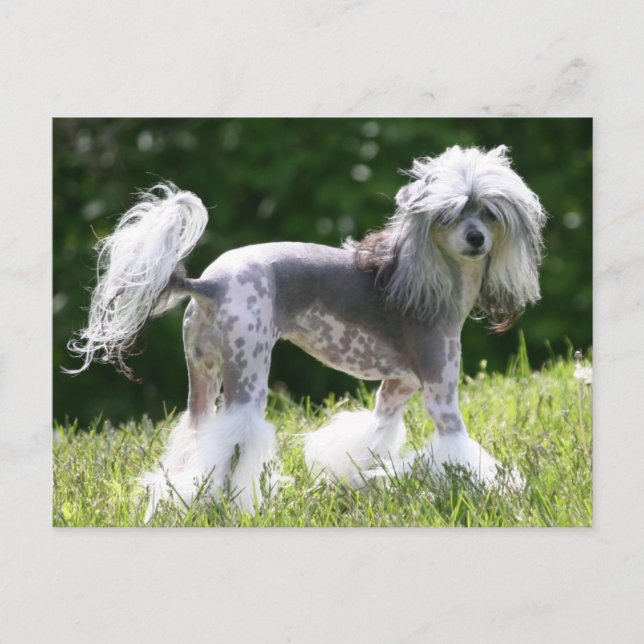 Sheeba - Crestie Showoff Postcard (Front)