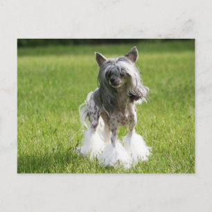 Sheeba Green Grass Postcard