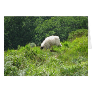 Sheep 2