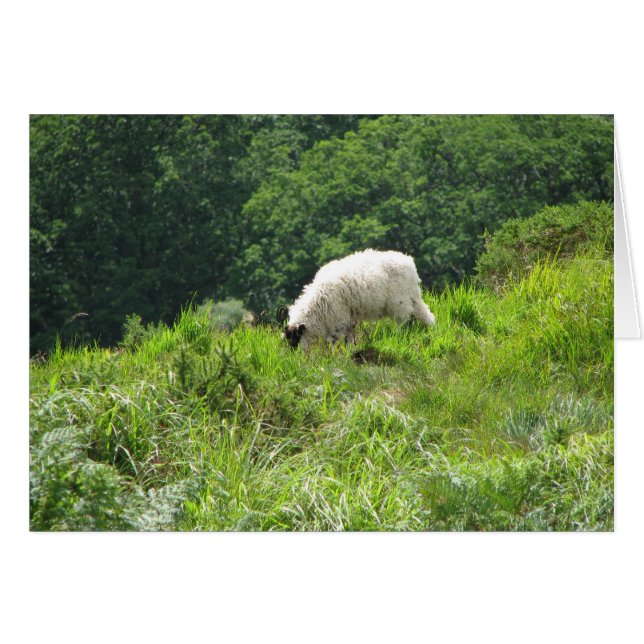 Sheep 2 (Front Horizontal)