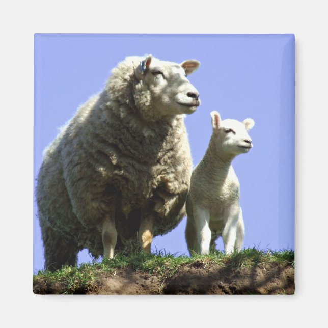Sheep and Lamb Magnet (Front)