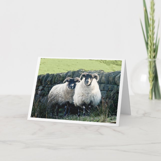 Sheep Anniversary card (Front)
