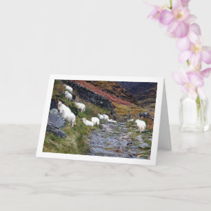 Sheep at Lake Card