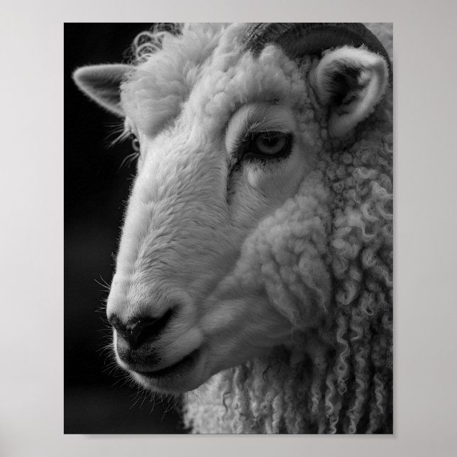 Sheep Black and White Studio Wall Art (Front)