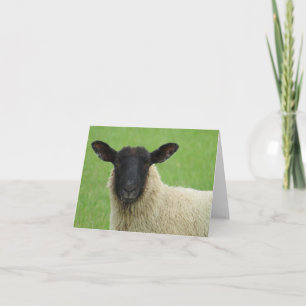 Sheep Blank Note Card Stationery