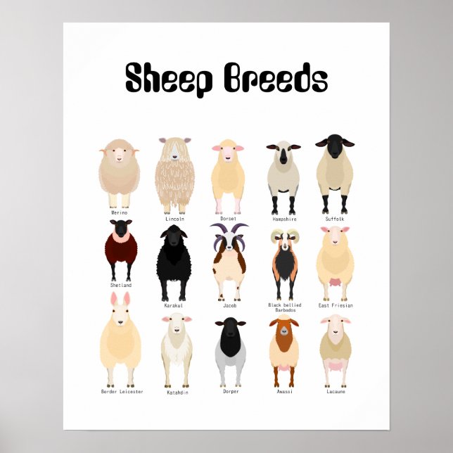 sheep breeds chart (Front)