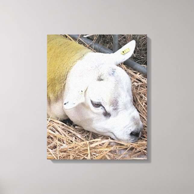 SHEEP CANVAS PRINT (Front)