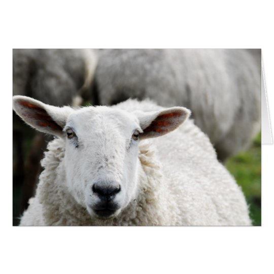 Sheep Card