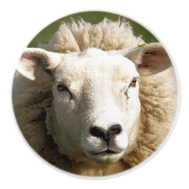 SHEEP CERAMIC KNOB (Front)