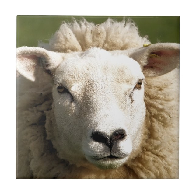 SHEEP CERAMIC TILE (Front)