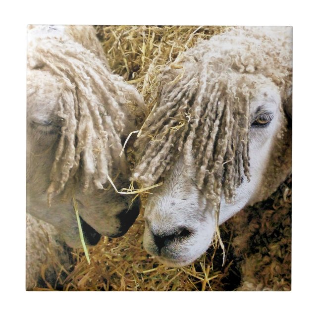 SHEEP CERAMIC TILE (Front)