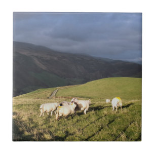 SHEEP CERAMIC TILE