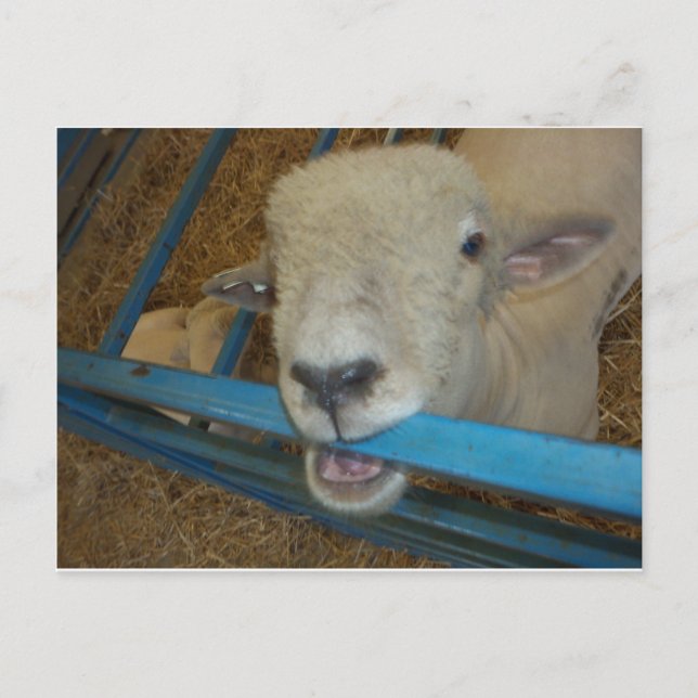 Sheep Chewing Gate Postcard (Front)