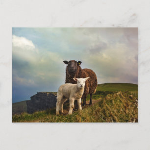 SHEEP - CLIFFS OF MOHER, LISCANNOR, IRELAND POSTCARD