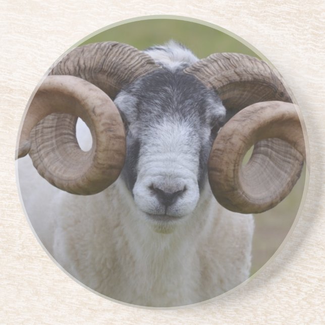 Sheep Coaster (Front)