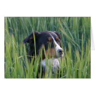 Sheep Dog in Grass