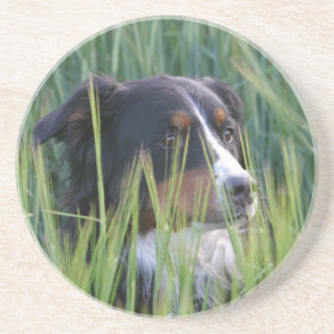 Sheep Dog in Grass Coaster
