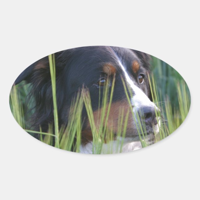 Sheep Dog in Grass Oval Sticker (Front)