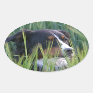 Sheep Dog in Grass Oval Sticker
