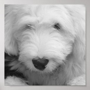 Sheep Dog Photo Poster Print