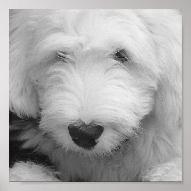 Sheep Dog Photo Poster Print (Front)