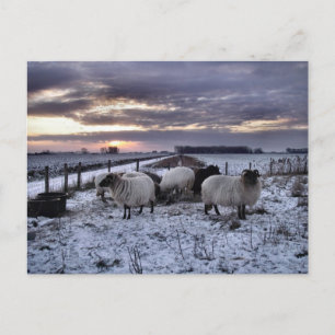 Sheep - Dutch Winter Postcard