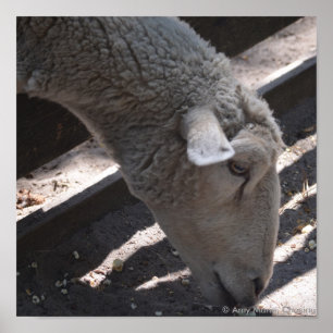 sheep eating popcorn poster