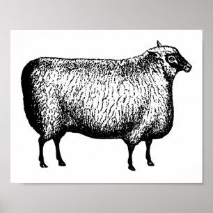 Sheep engraving Print