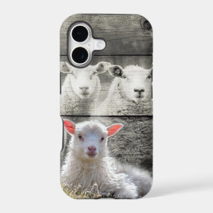 Sheep Flock Baby Lamb
