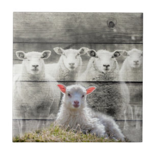 Sheep Flock Baby Lamb Ceramic Tile