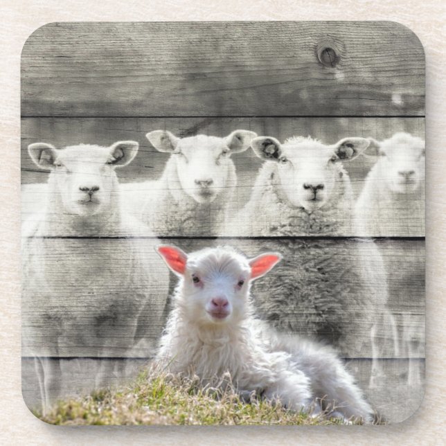 Sheep Flock Baby Lamb Coaster (Front)