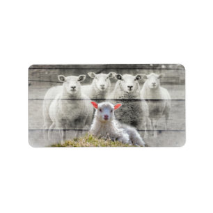 Sheep Flock Baby Lamb Label