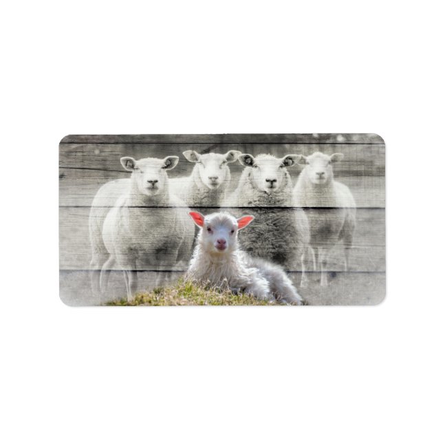 Sheep Flock Baby Lamb Label (Front)