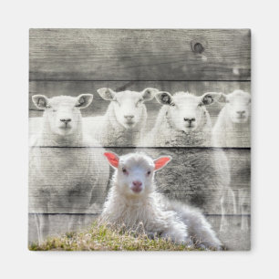 Sheep Flock Baby Lamb Magnet