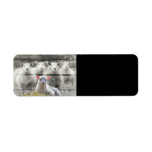 Sheep Flock Baby Lamb Return Address Label
