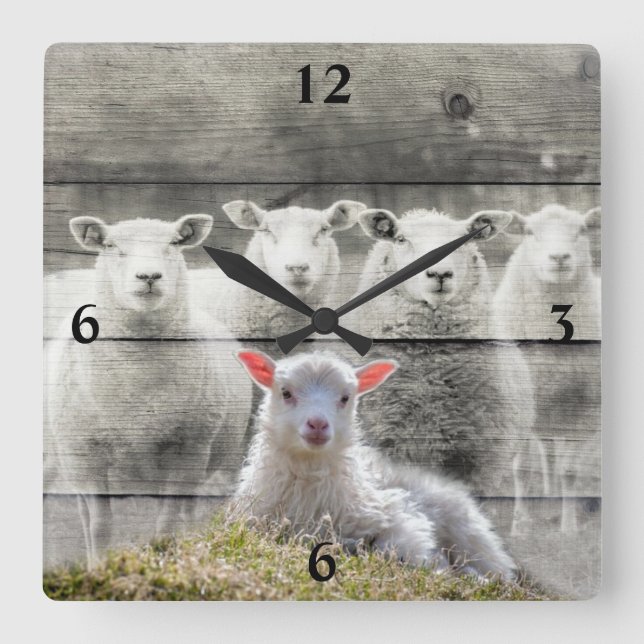 Sheep Flock Baby Lamb Square Wall Clock (Front)